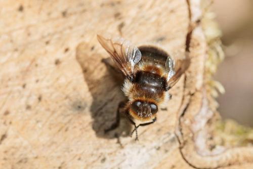 Cephenemyia auribarbis
